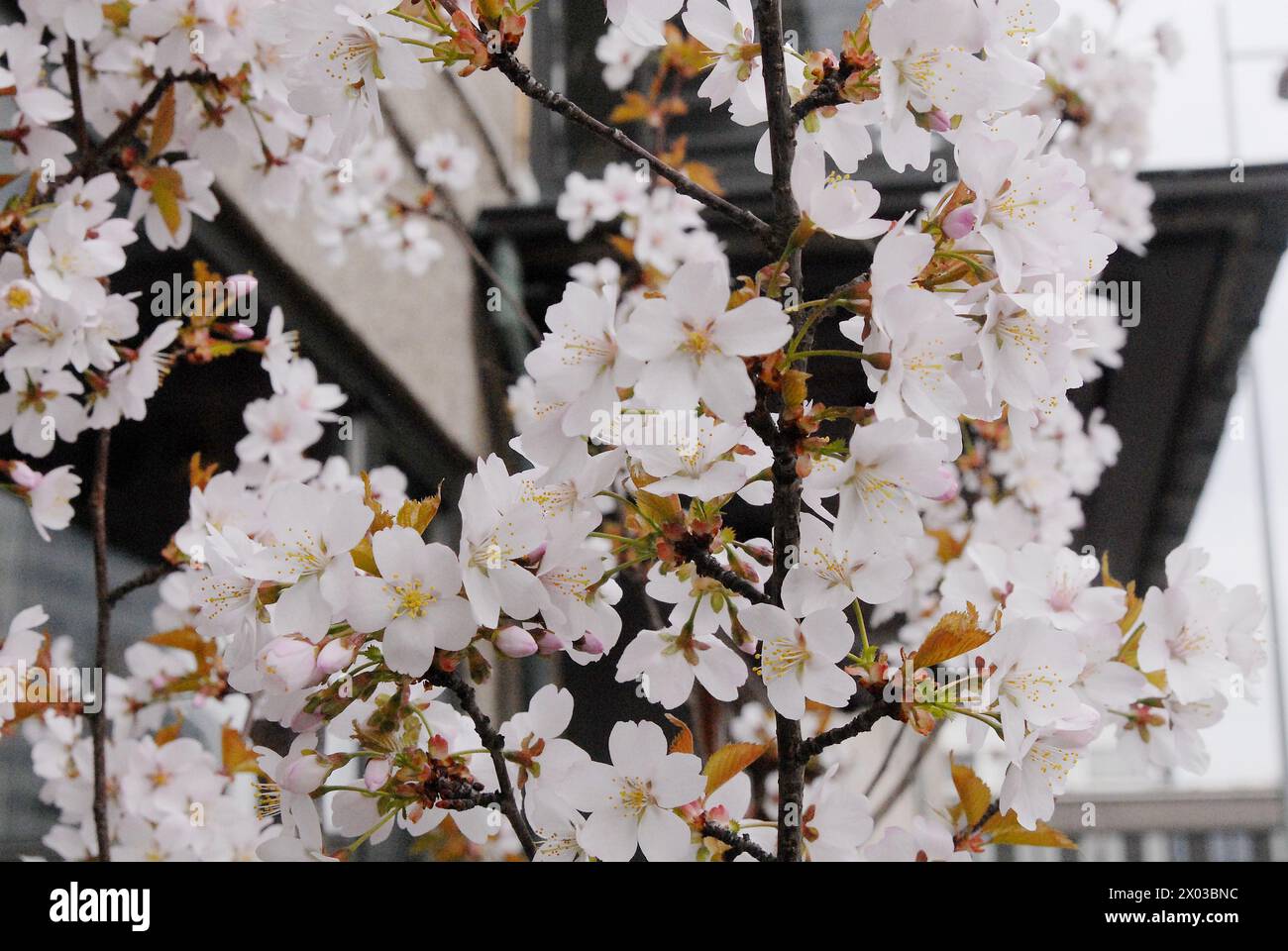 Copenhagen/ Denmark/09 April 2024 /Springs blooms in danish capital