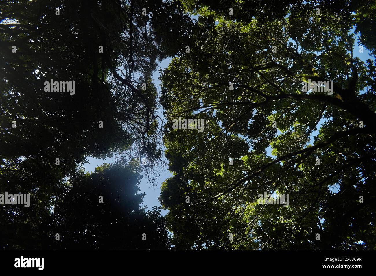 Towering treetops hi-res stock photography and images - Alamy
