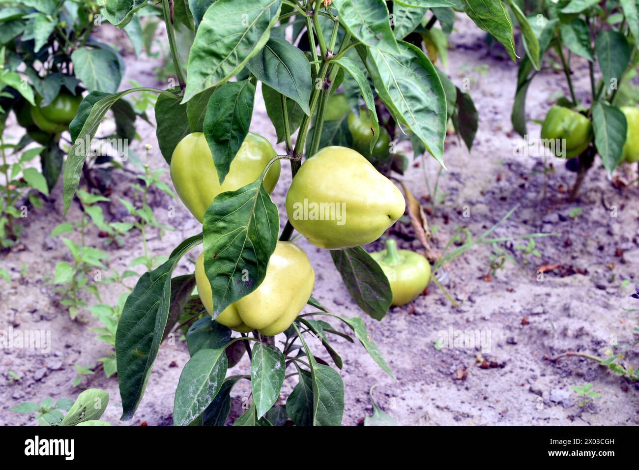 The picture shows a bell pepper bush where the peppers are ripening. Stock Photo