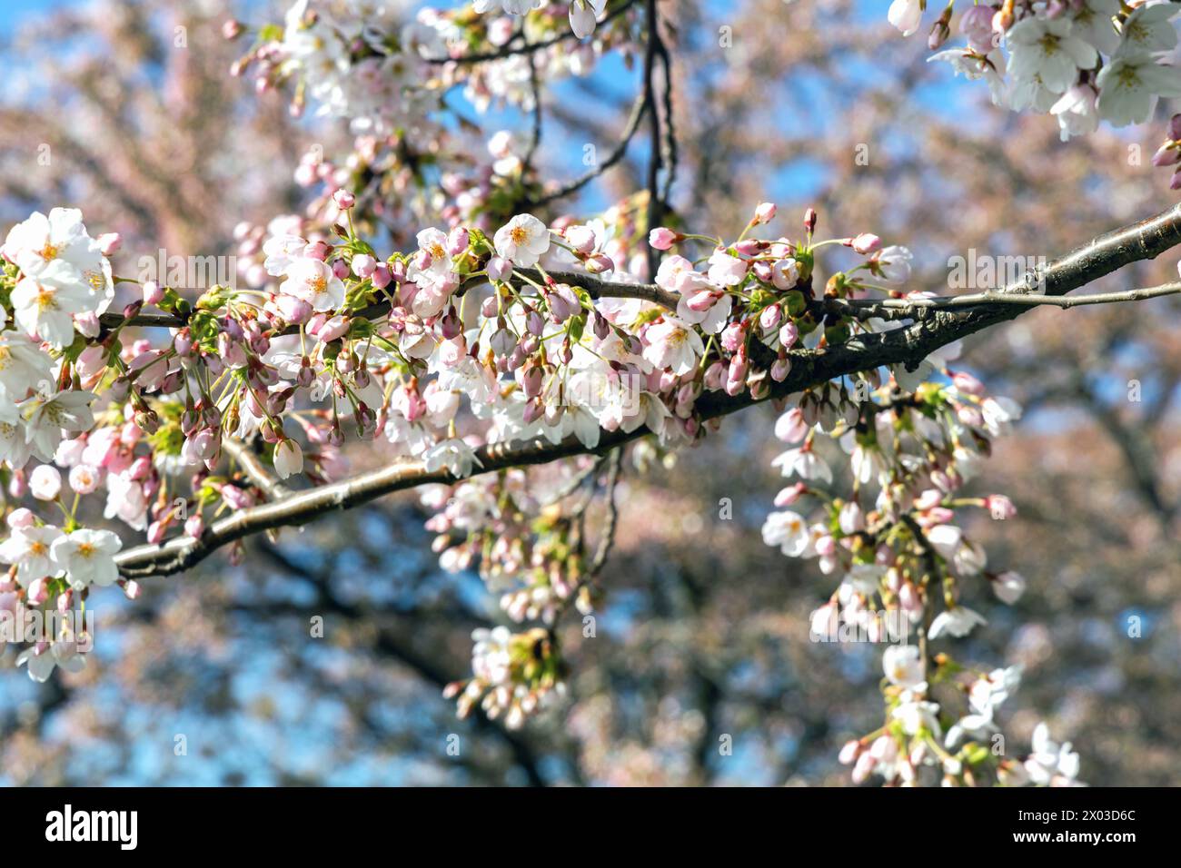 Cherry Blossom in Langelinie park on a beautiful spring day. Sakura ...