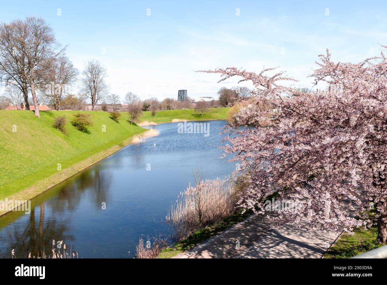Cherry Blossom in Langelinie park on a beautiful spring day. Sakura ...