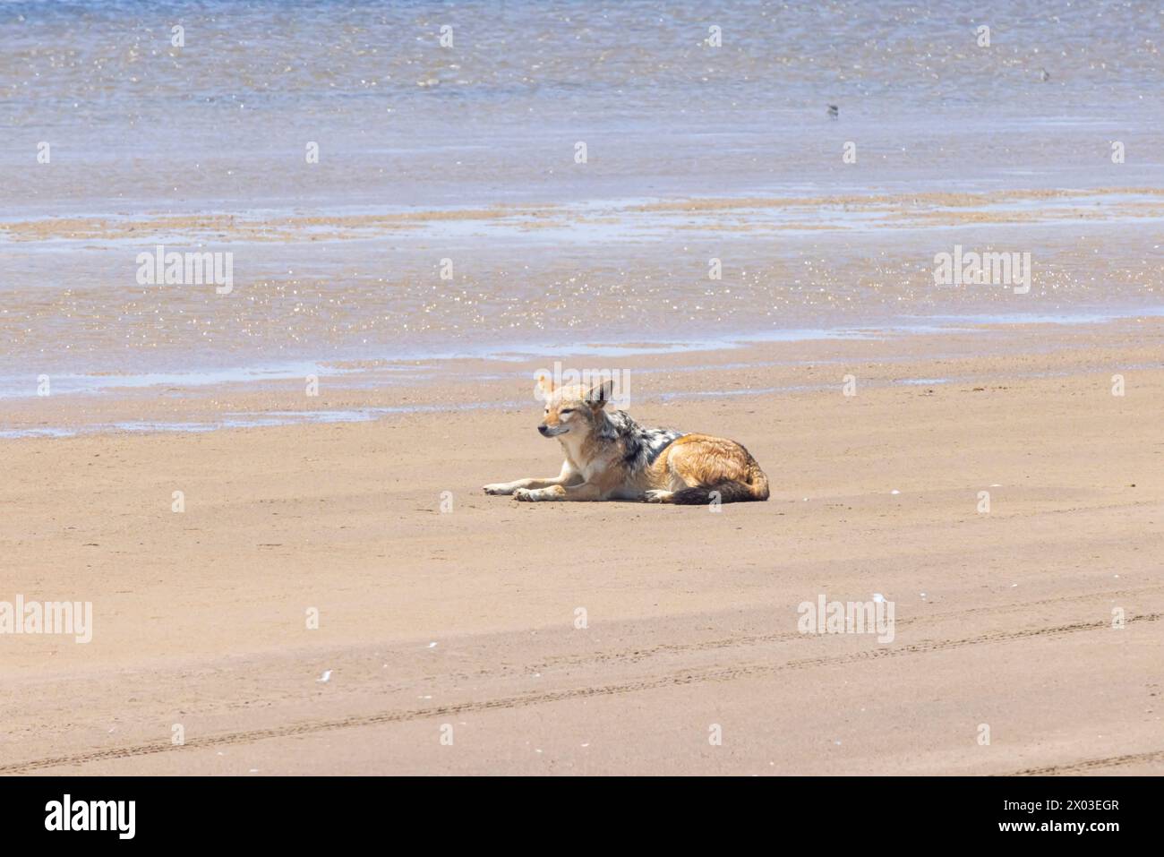 Picture of a single jackal on the sandy coast near Walvis bay in Namibia during the day Stock Photo