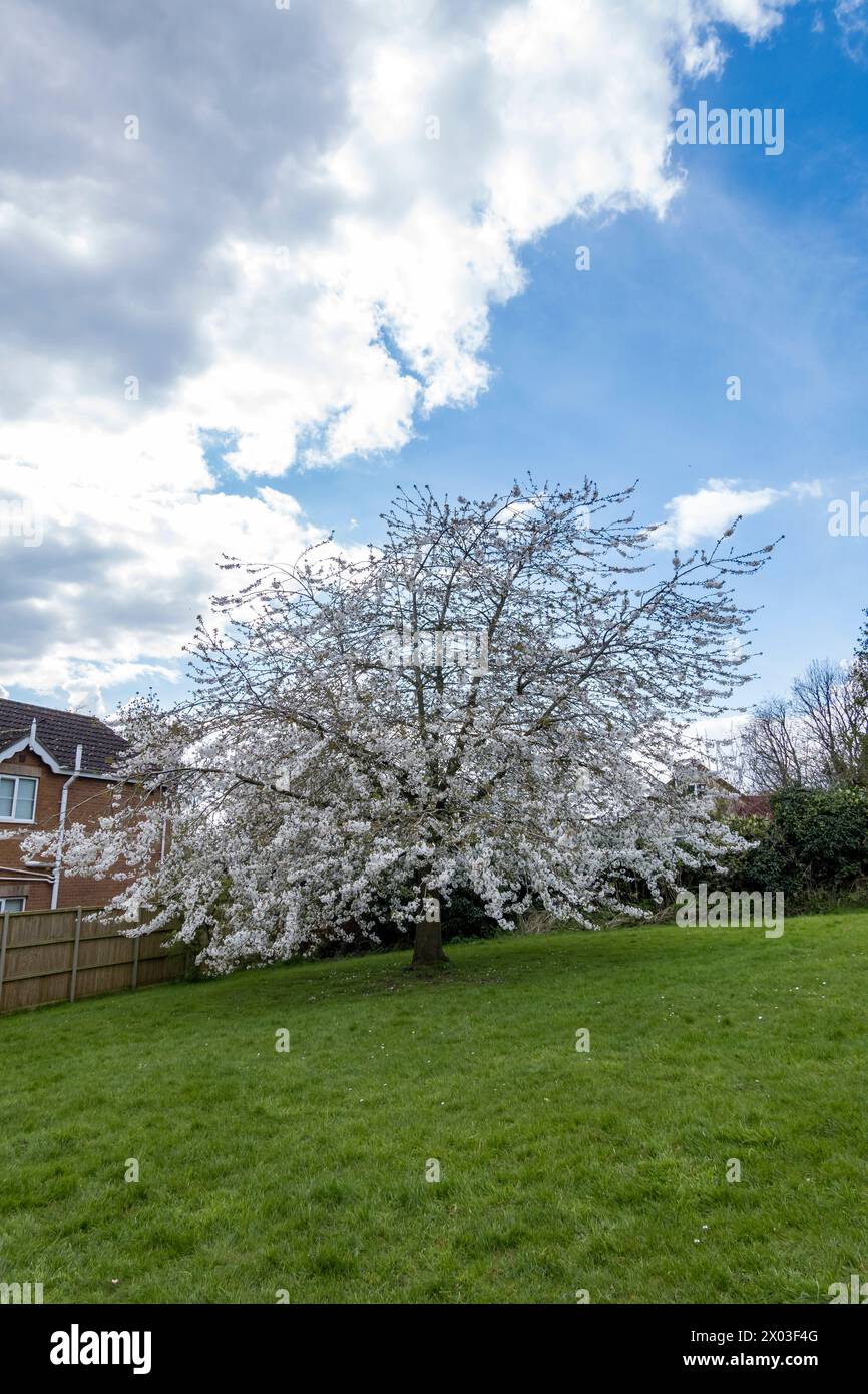 White spring blossom on Rowan tree in recreation field, Cherry Willingham, Lincolnshire, England, UK Stock Photo