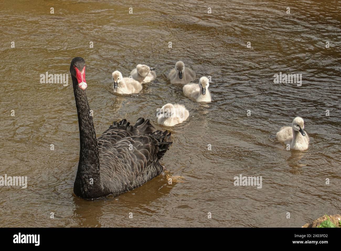 Dawlish, Devon, UK. 9th April 2024. UK Weather, Despite the endless rain and storms in the south west a pair of the famous Black Swans of Dawlish have still managed to raise a family of 6 goslings which have now taken to the water. Credit Simon Maycock / Alamy Live News. Stock Photo