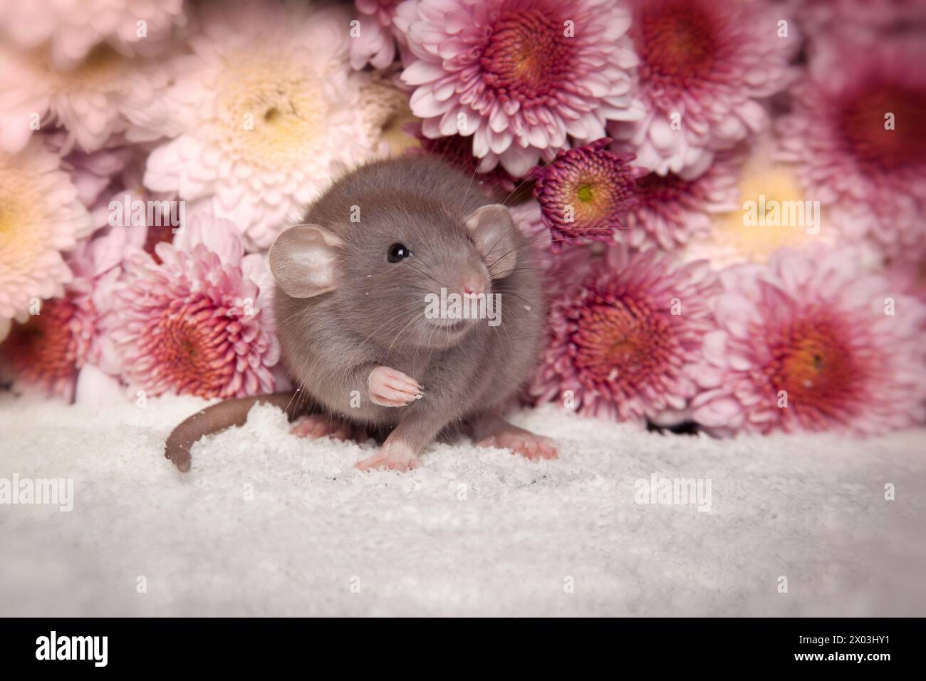 Pet rat with pink flowers Stock Photo