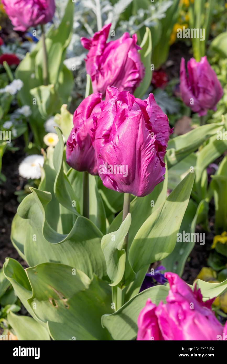Tulip bed vertical shot hi-res stock photography and images - Alamy