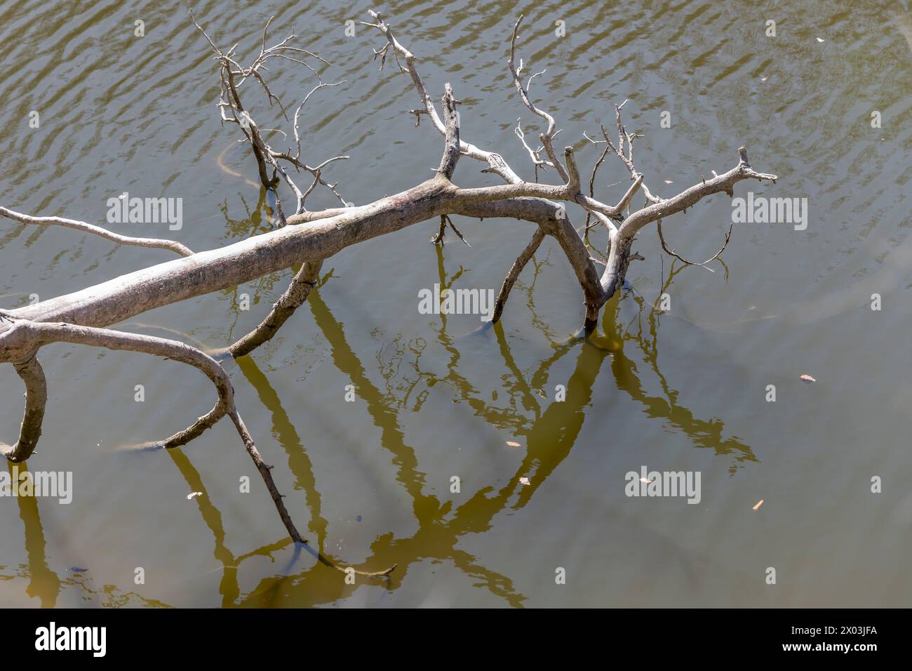 landscape with dead tree on shore of lake among woods at historical public park, shot in spring light at Stuttgart, Germany Stock Photo