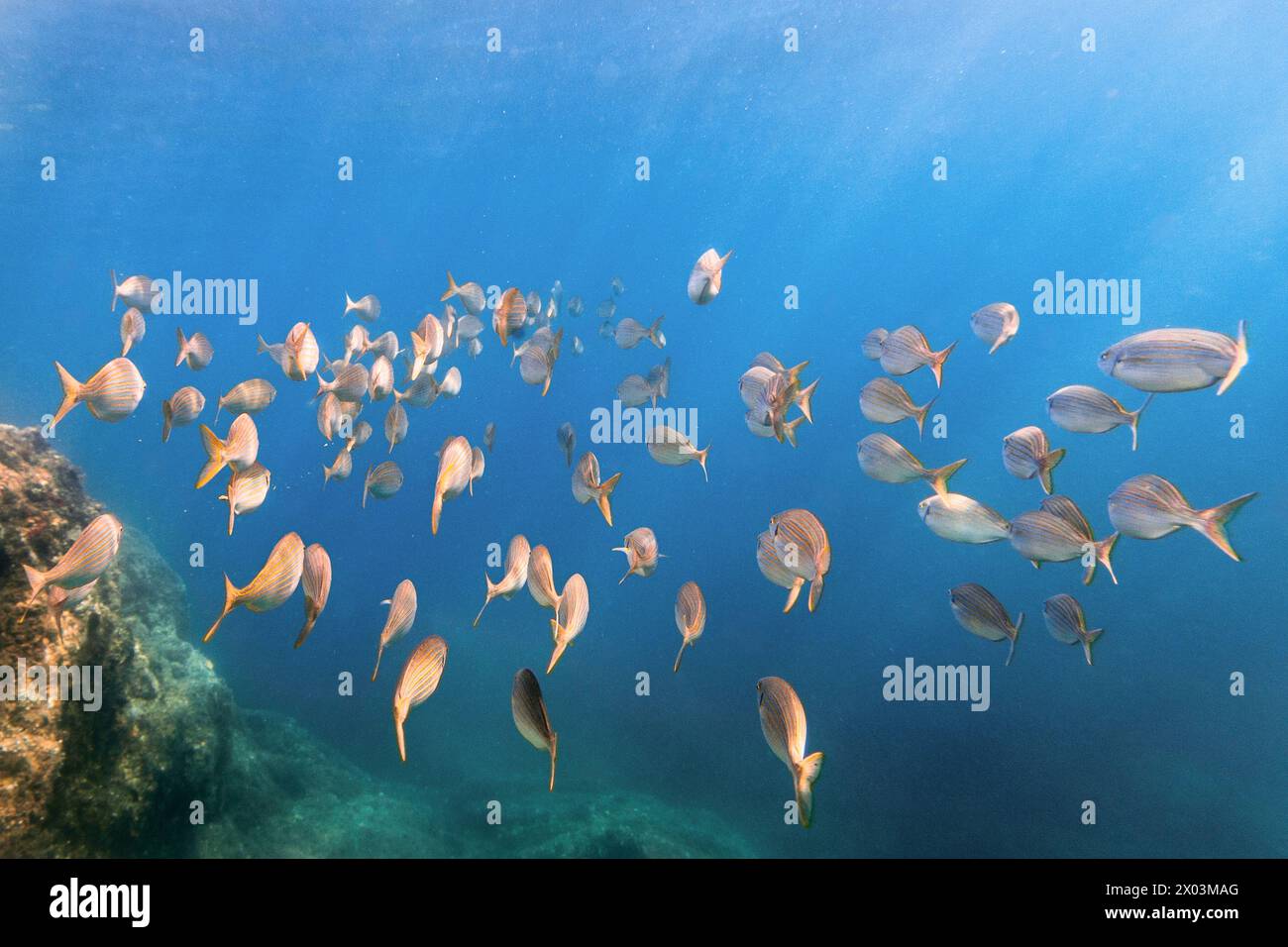 bank of fish swimming mediterranean sea beautiful underwater portrait uw close Stock Photo