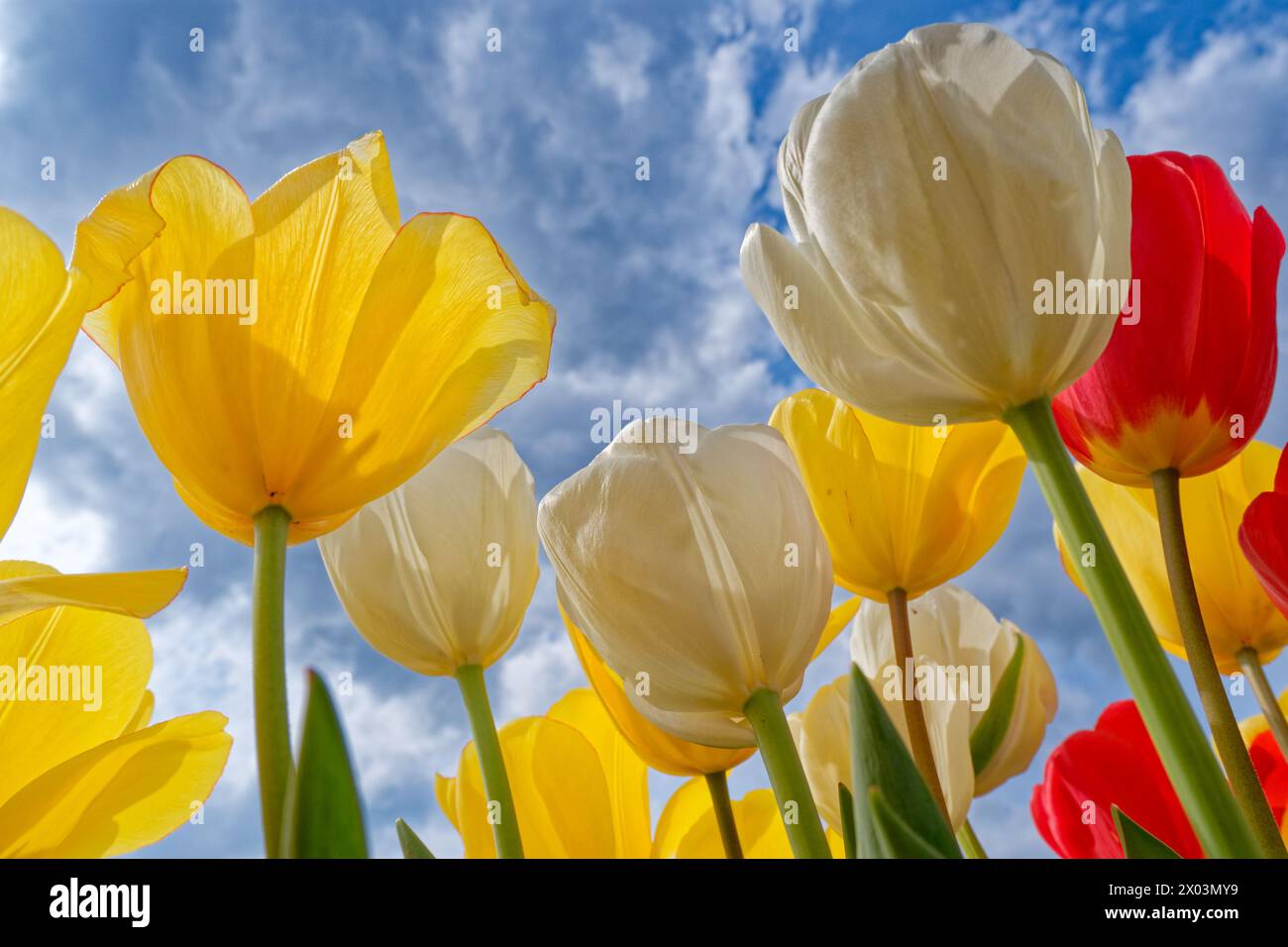 Looking from the bottom of the tulip flowers growing from the ground upwards toward the sky with the sunlight highlighting through the petals of the o Stock Photo