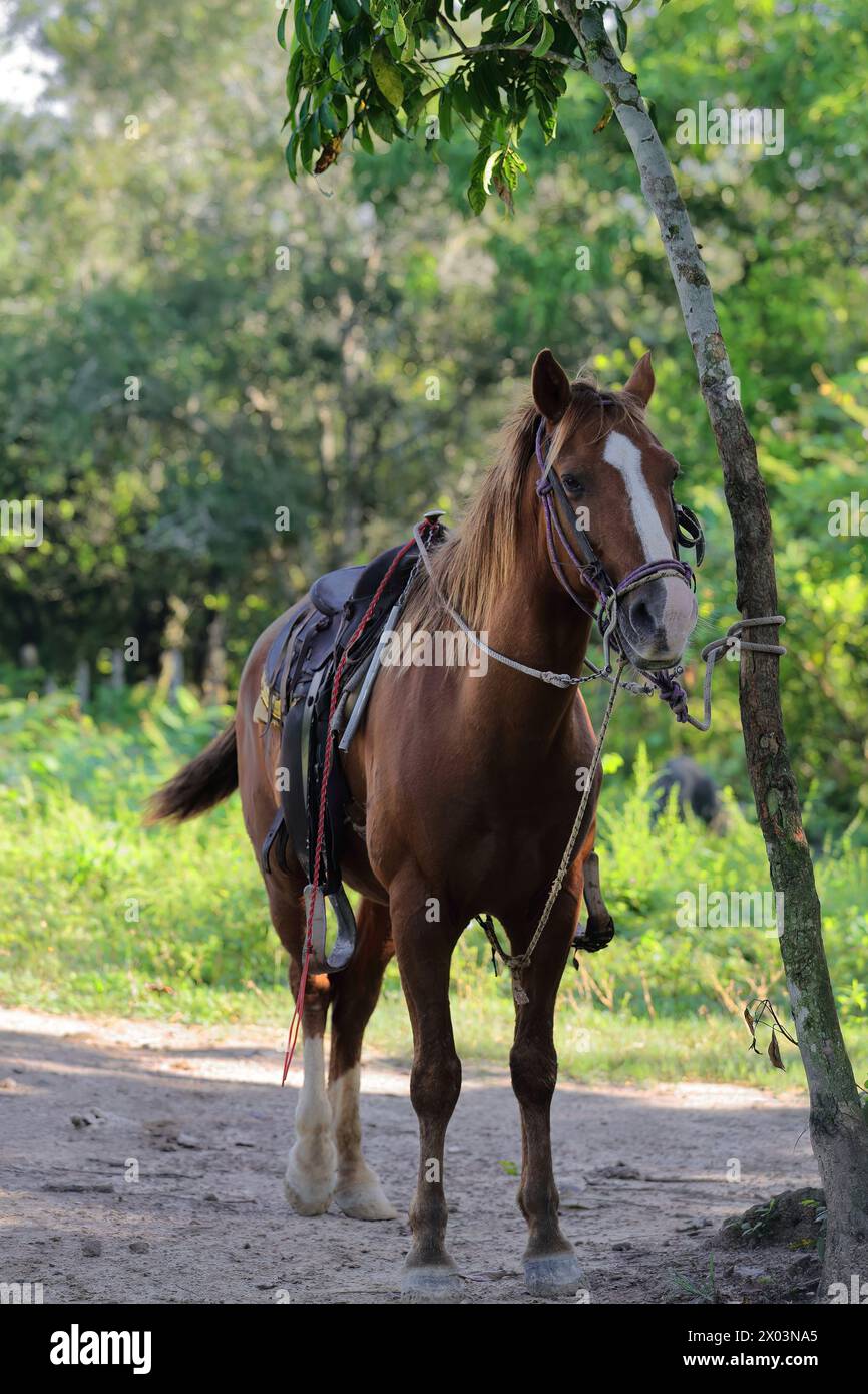 162 Chestnut or sorrel horse rope-tethered to a young Ceibon tree while waiting for the rider to come back. Valle de Viñales Valley-Cuba. Stock Photo