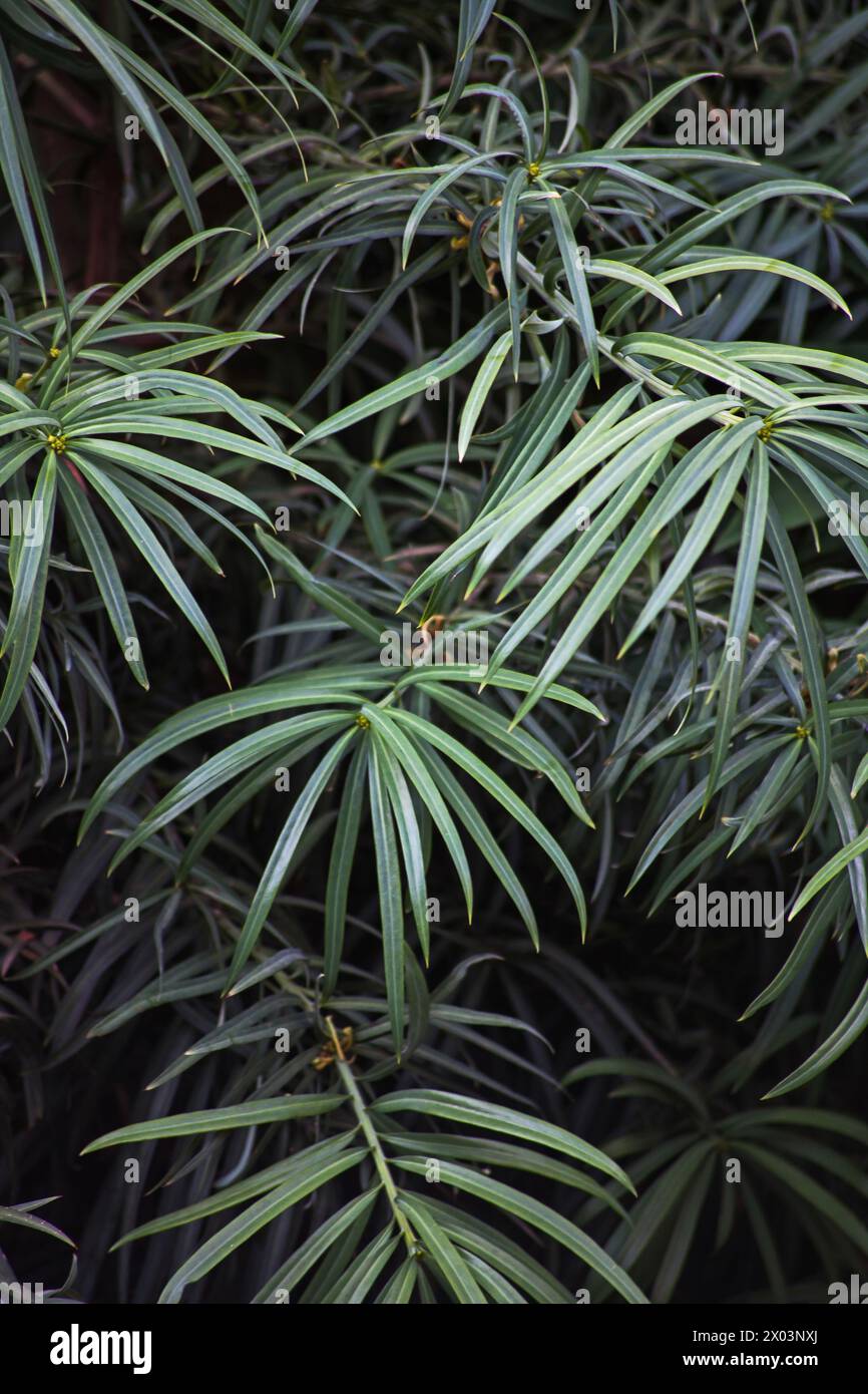 Yellowwood Podocarpus henkeli leaves 14701 Stock Photo
