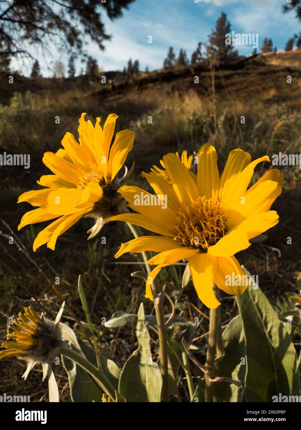 Wildflowers british columbia hi-res stock photography and images - Alamy