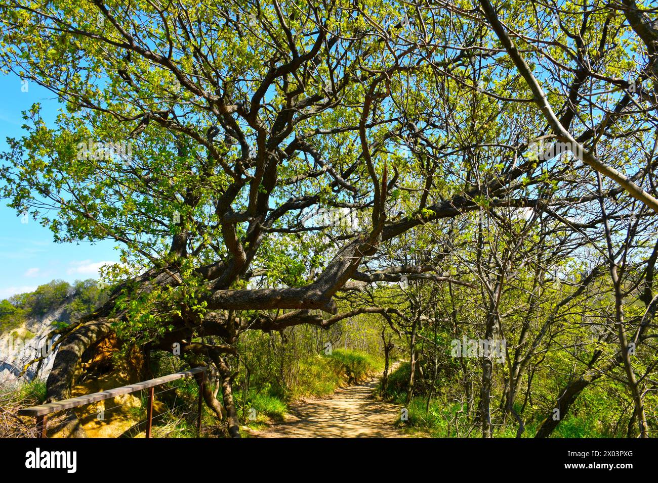 Pubescent oak (Quercus pubescens) above a trail in Strunjan nature reserve on the Slovenia coast Stock Photo