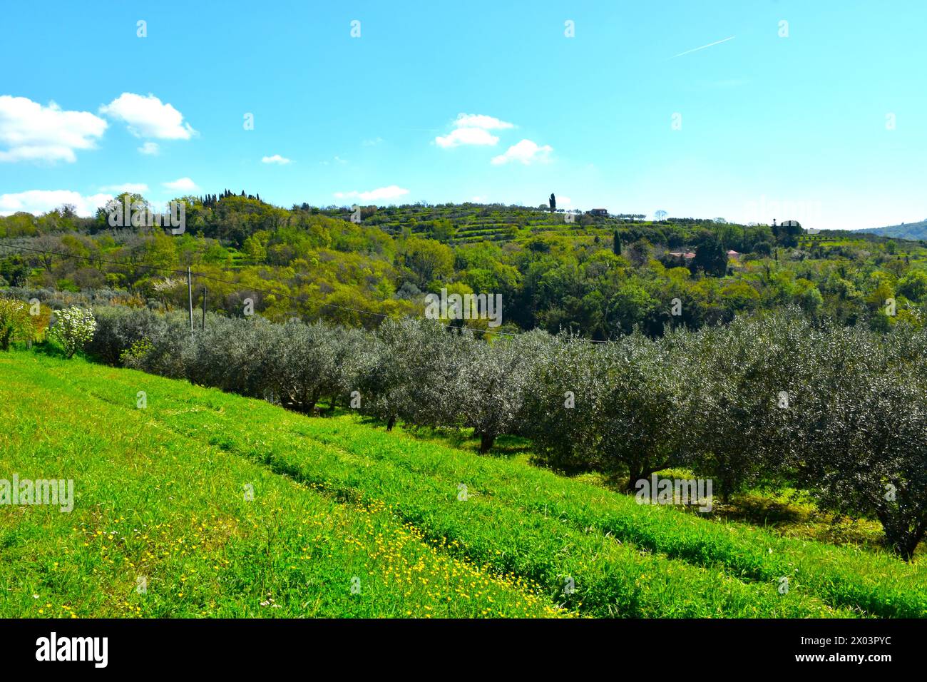 Hill at Strunjan with an Olive grove bellow in Primorska, Slovenia Stock Photo