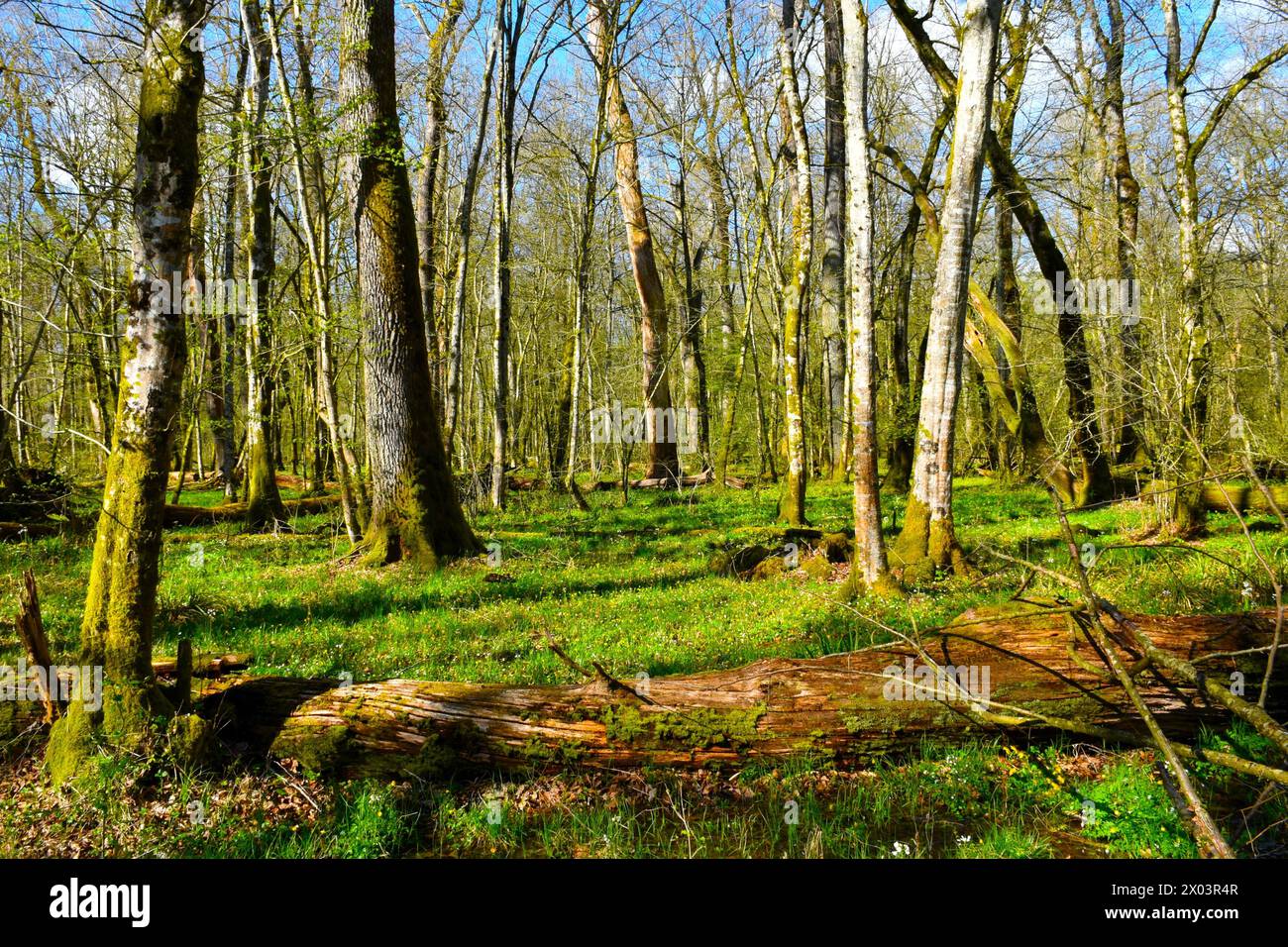 Decomposing tree trunk on the ground of Krakov old-growth swamp wetland ...
