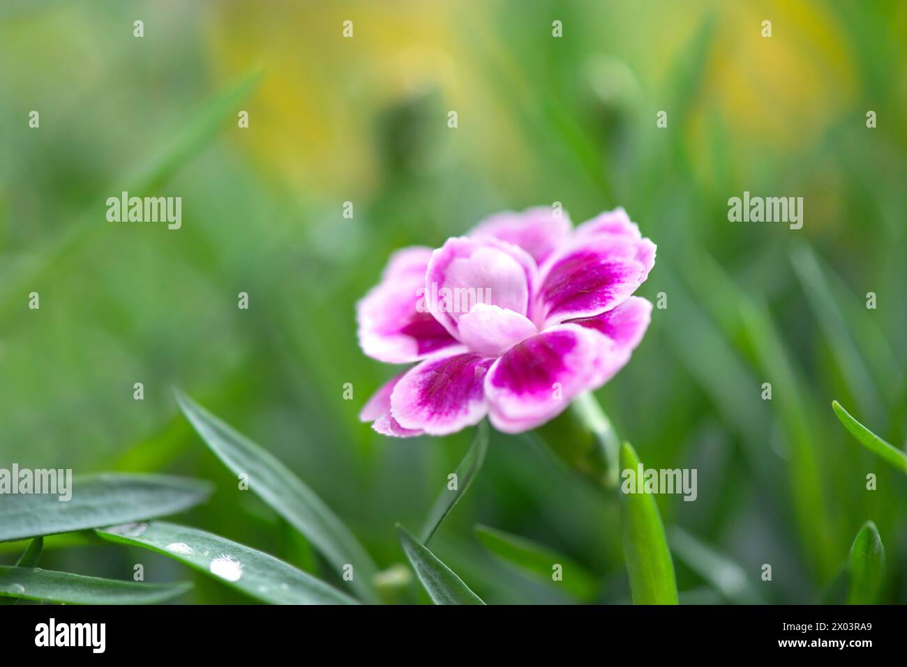 closeup up on beautiful pink flowers of carnation-dianthus chinensis- blooming  in green leaf in a garden Stock Photo