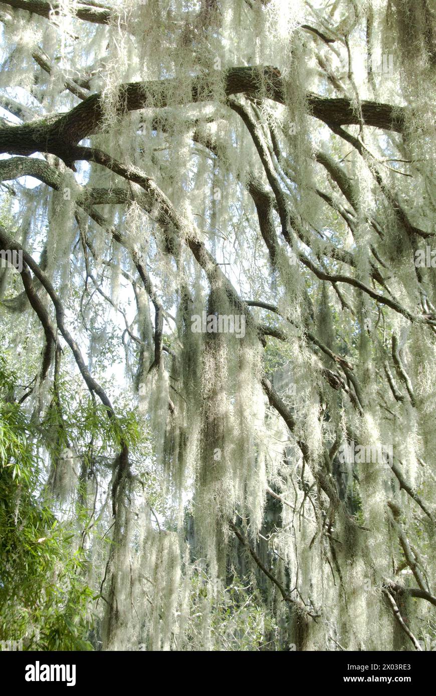 Spanish moss (Tillandsia usneoides) growing on large trees