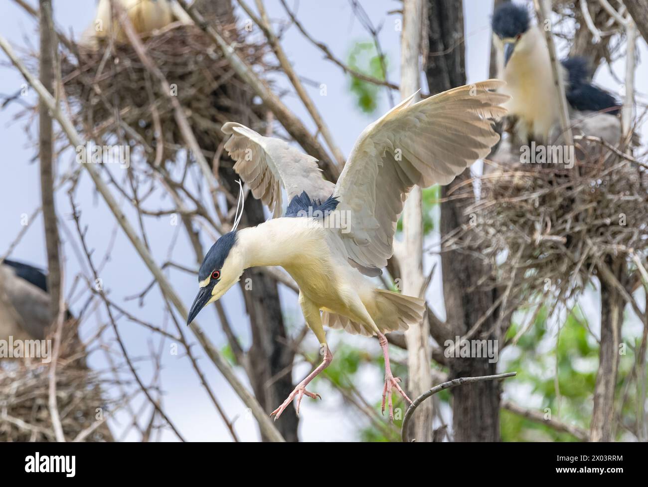 A Black-crowned Night Heron caught in flight action as it looks to land within a nesting colony of other herons. Close up view. Stock Photo