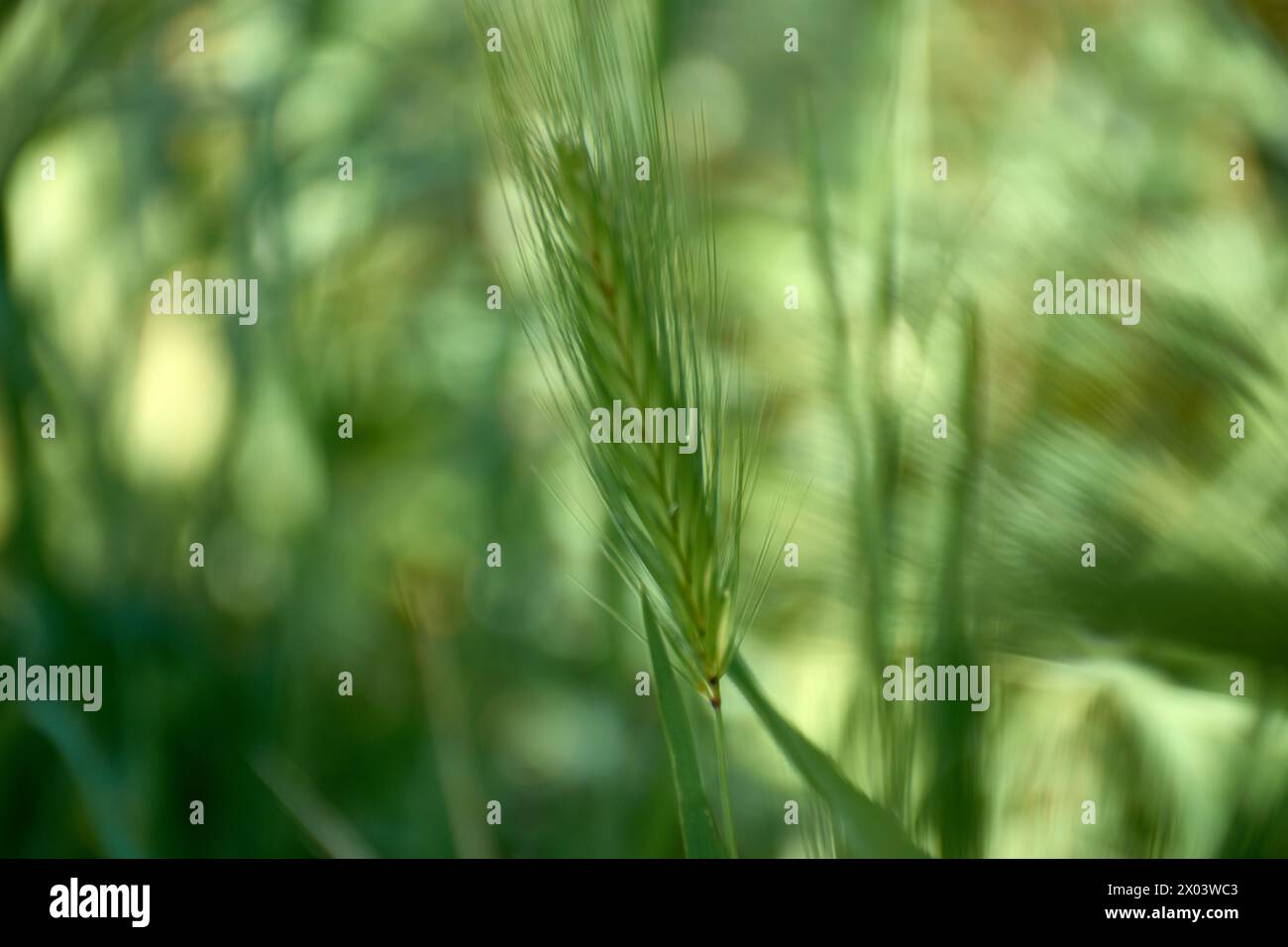 Hordeum murinum. Detail of the elongated spikes of the plant with green and out of focus background Stock Photo