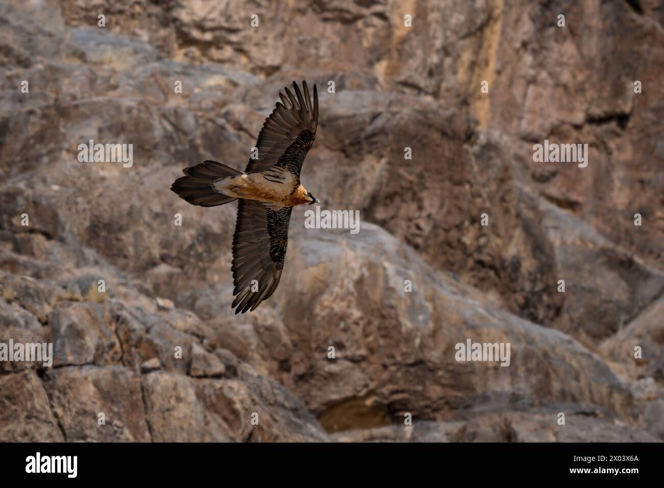 Bearded Vulture - Gypaetus barbatus, portrait of very large bird of prey from Euroepan and Asian mountains, Himalayas, Spiti valley, India. Stock Photo