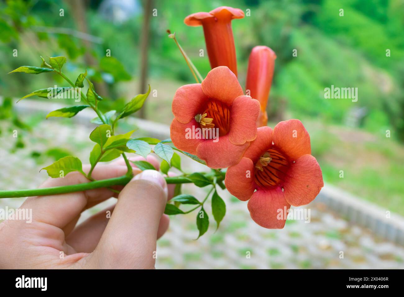 Campsis radicans, the trumpet vine, yellow trumpet vine, trumpet creeper, hummingbird vine. Beautiful red flowers, close-up. Stock Photo