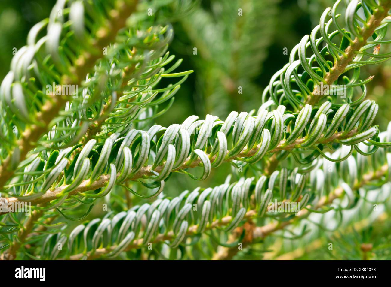 Abies koreana 'Silberlocke', close-up. Green coniferous plant background. Plants and trees in a botanical garden. Stock Photo