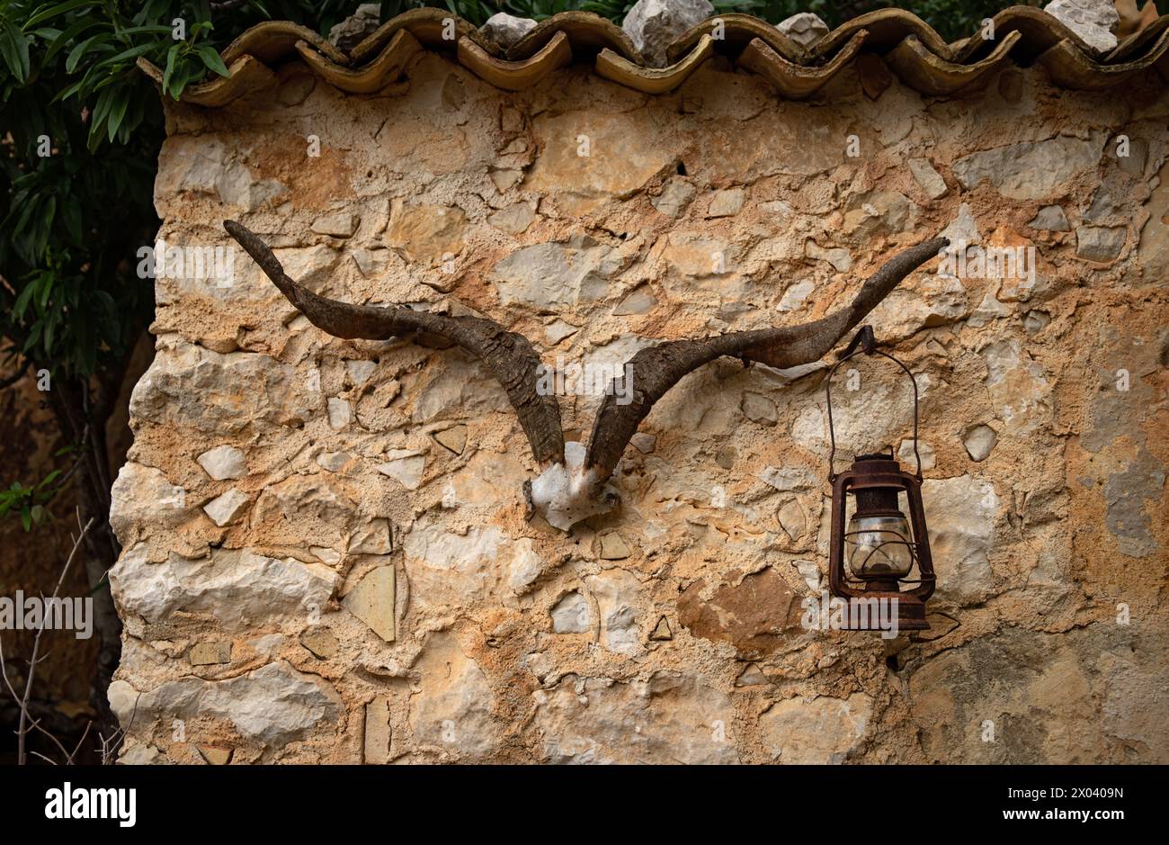 Goat skull on ancient vintage wall, brown aesthetics, old rusty vintage lamp light on a stone wall, Girgentana goat head, tall spiral horns Stock Photo