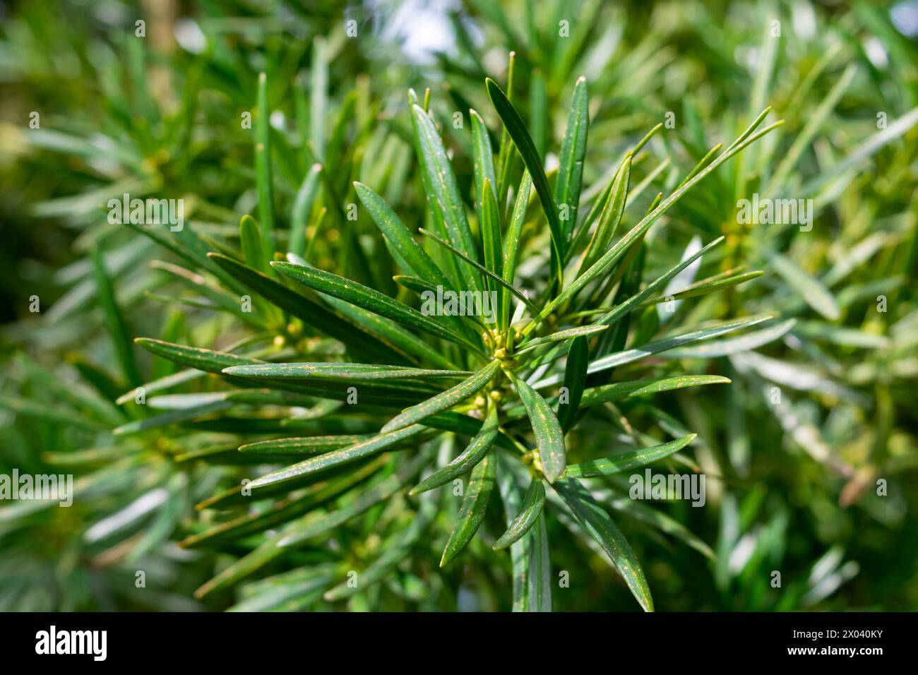 Green leaves of Podocarpus macrophyllus, close-up. yew plum pine, Buddhist pine, fern pine, Japanese yew. Stock Photo
