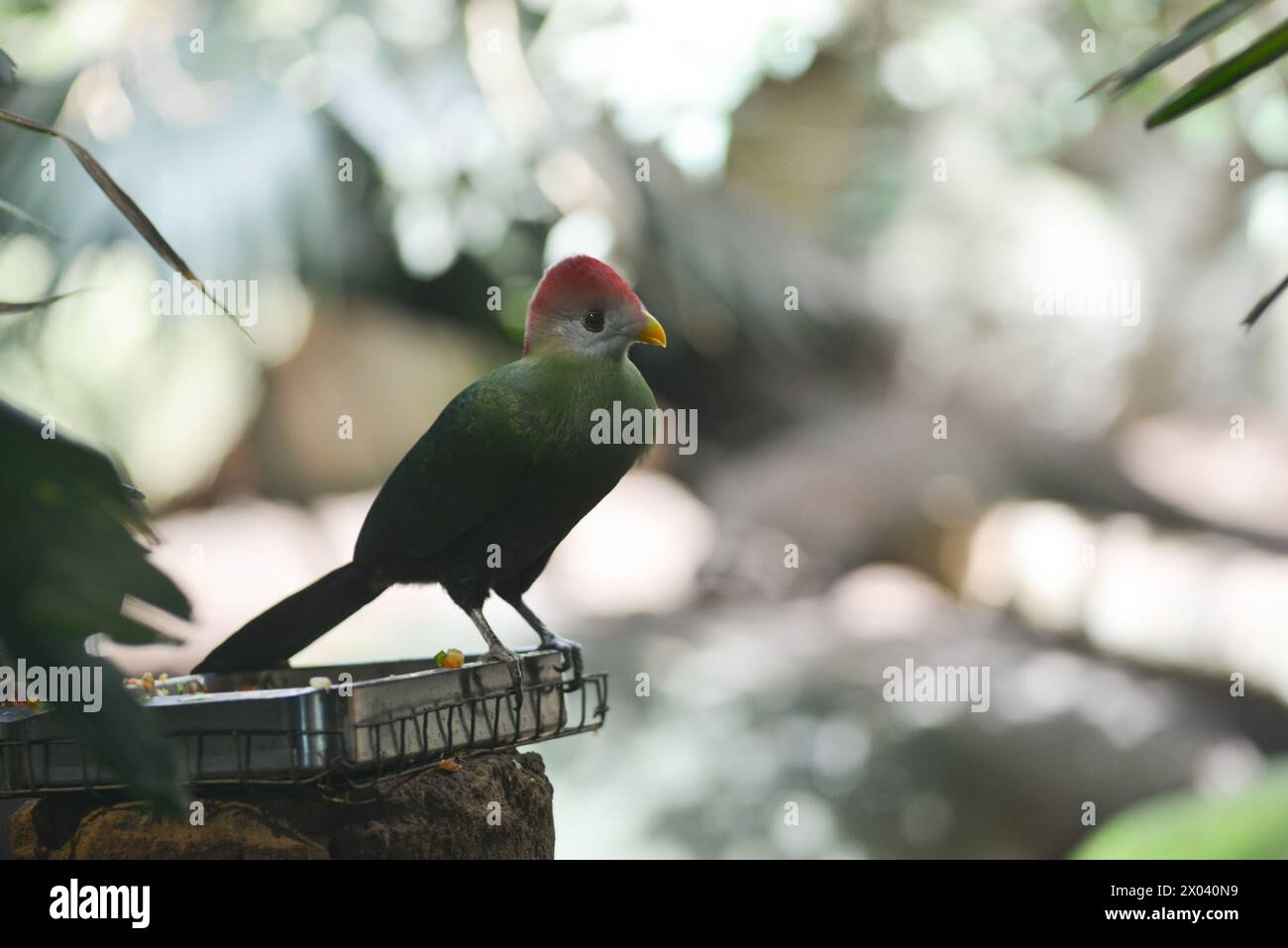 17th May 2015, Tropical birds at Barcelona Zoo Stock Photo