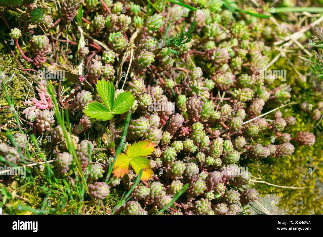 Sedum hispanicum, the Spanish stonecrop growing in a clearing, close-up. plant in the family Crassulaceae. Stock Photo