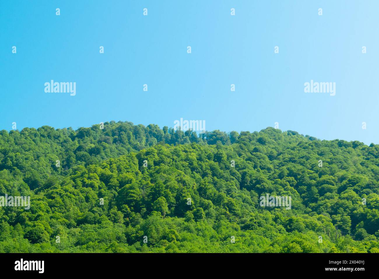 Beautiful summer mountain landscape. Green Forest. Hilly terrain. Hiking in the mountains. Stock Photo