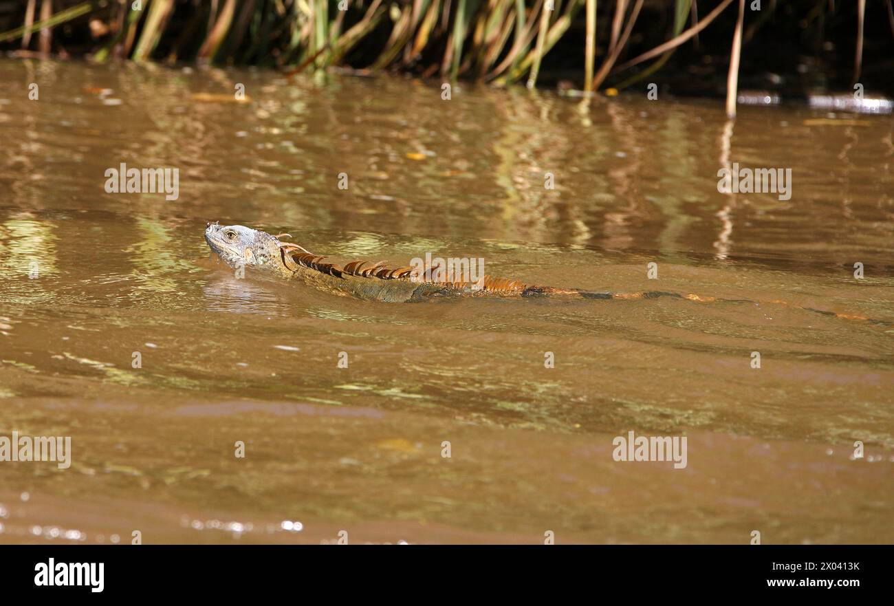 Green iguana, Iguana iguana, swimming in a river.  Tortuguero, Costa Rica, Central America. Stock Photo