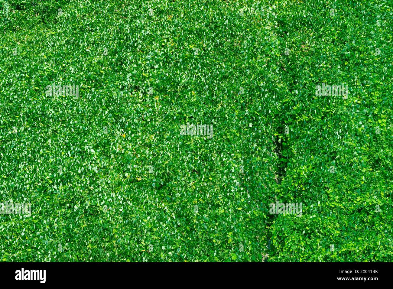 Green thickets of kudzu vine. Pueraria montana var. lobata, the East Asian arrowroot. Green plant background. Stock Photo