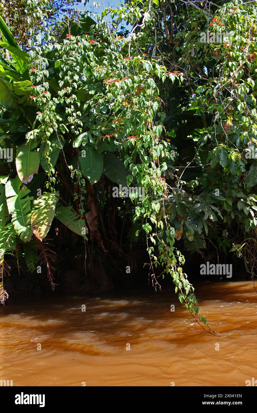 Red flowering vine growing along a river, Tortuguero, Costa Rica, Central America. Stock Photo