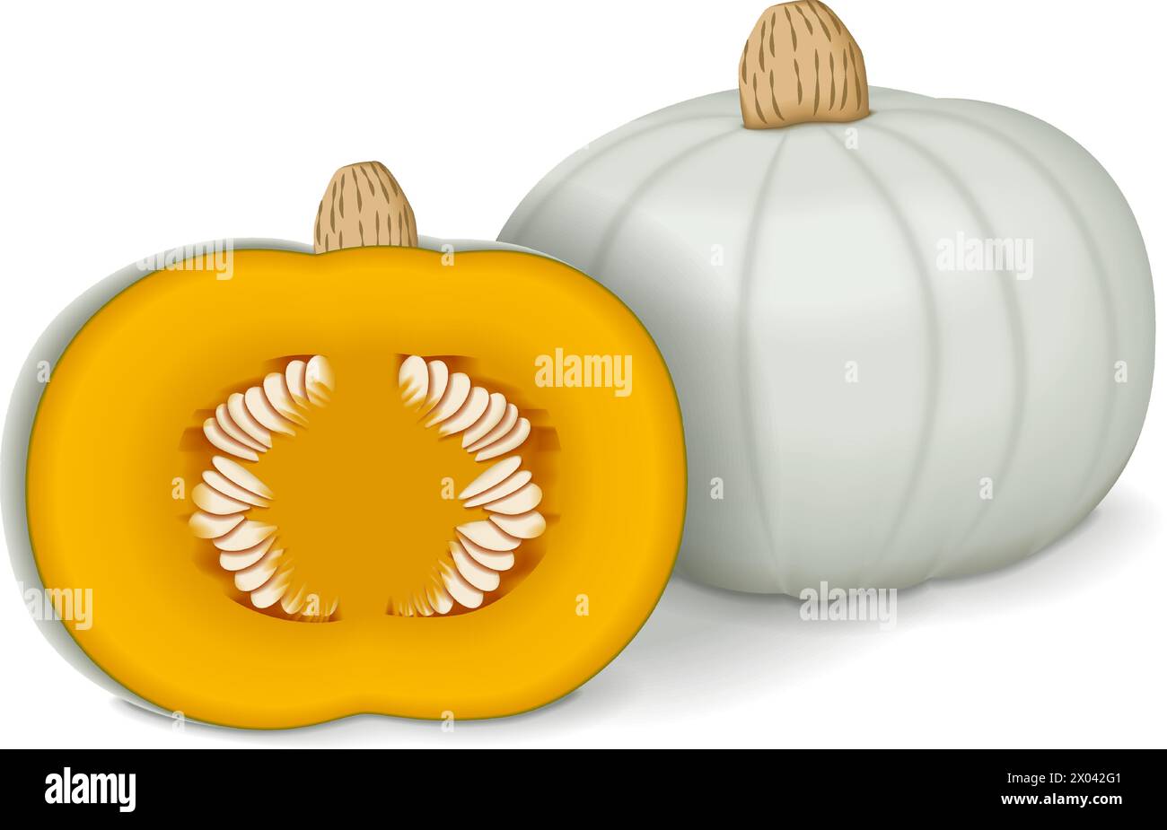 Whole and half of Crown Prince Squash. Winter squash. Cucurbita maxima. Fruits and vegetables. Isolated vector illustration. Stock Vector