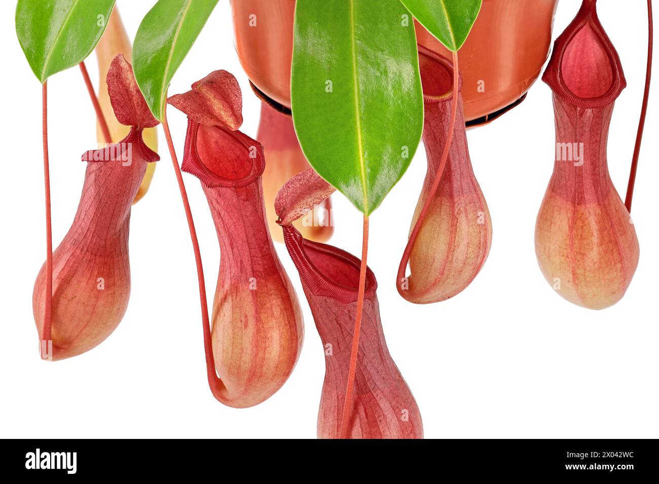 Closeup of the reddish pitchers of a tropical pitcher plant or monkey cup, Nepenthes alata, carnivorous plant isolated on white background Stock Photo
