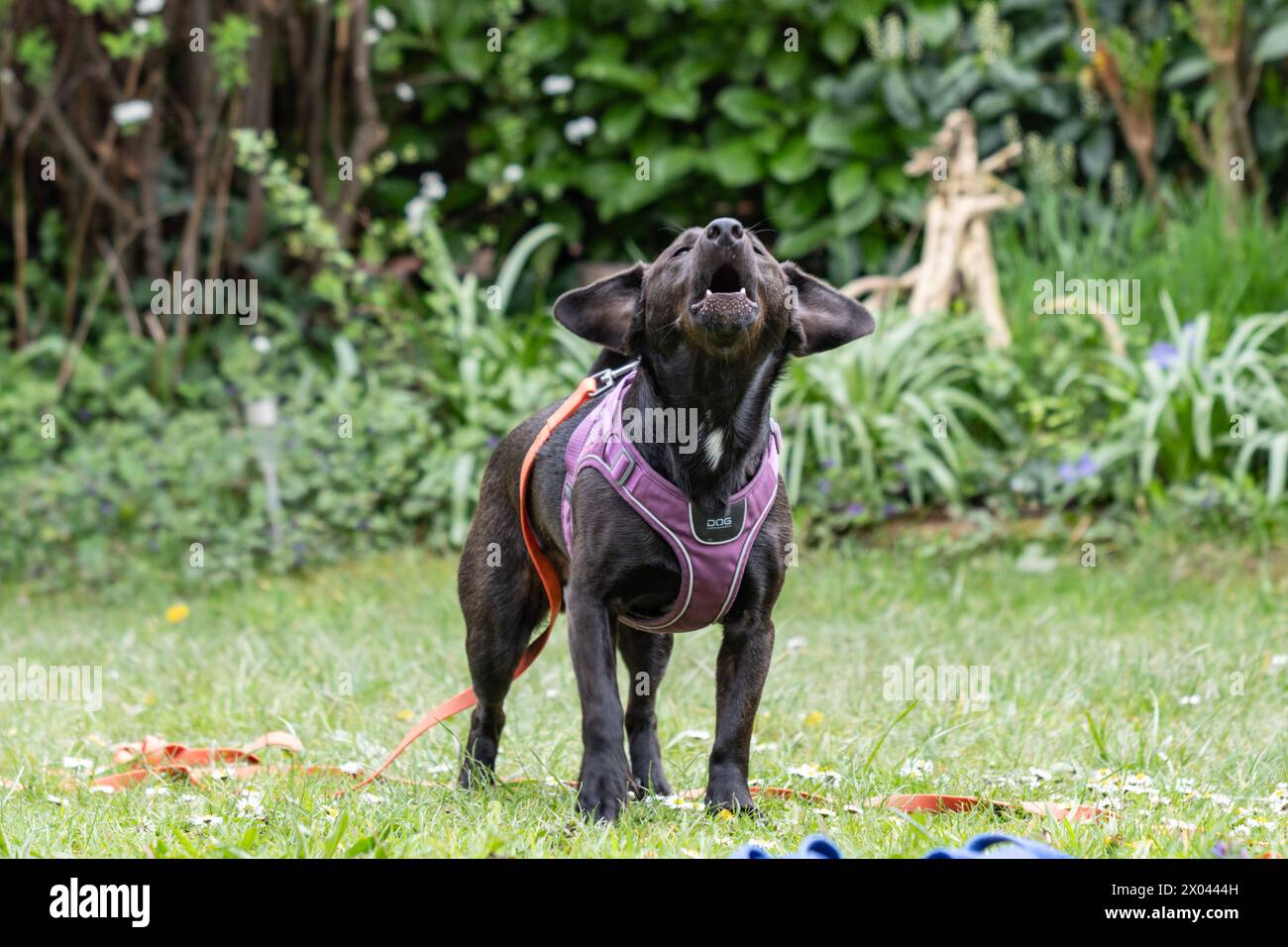 Ein kleiner schwarzer Terrier in Aachen bellt am 6. April 2024 aggressiv. GERMANY - AACHEN - TERRIER Stock Photo