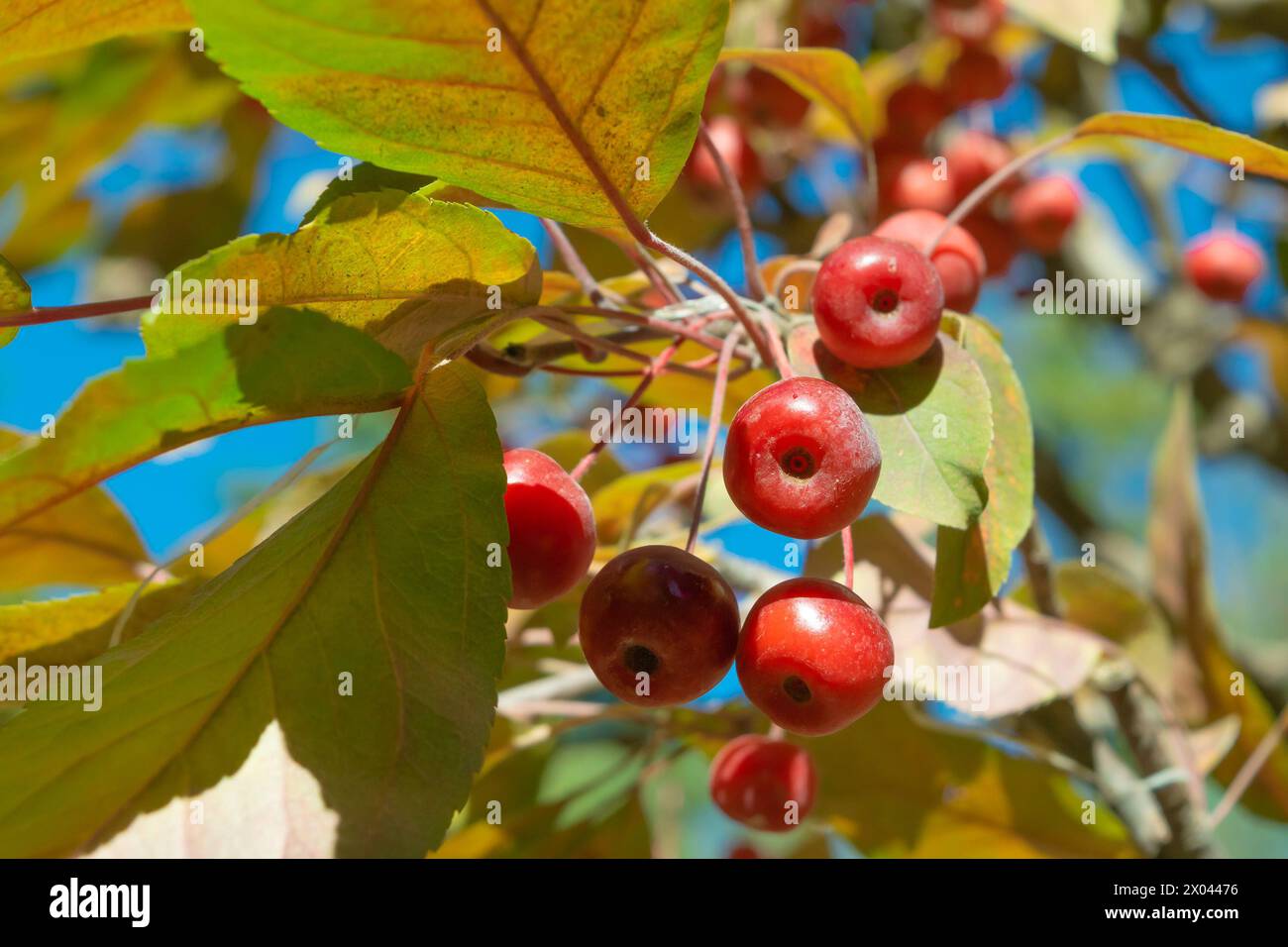 Malus baccata, Siberian crab apple, Siberian crab, Manchurian crab apple, Chinese crab apple. Red fruits on a tree. Autumn harvest. Stock Photo