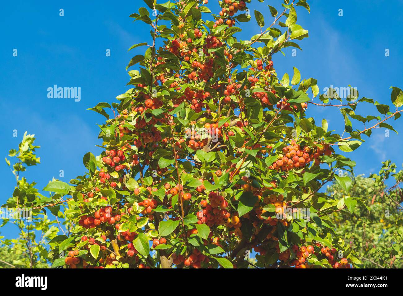 Malus baccata, Siberian crab apple, Siberian crab, Manchurian crab apple, Chinese crab apple. Red fruits on a tree. Autumn harvest. Stock Photo