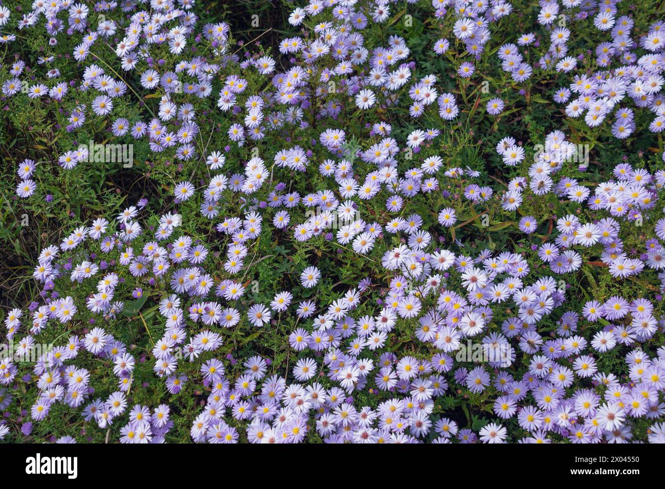 Glade of flowers Symphyotrichum novi-belgii, New York aster. Floral background. Summer flowering in the garden. Stock Photo