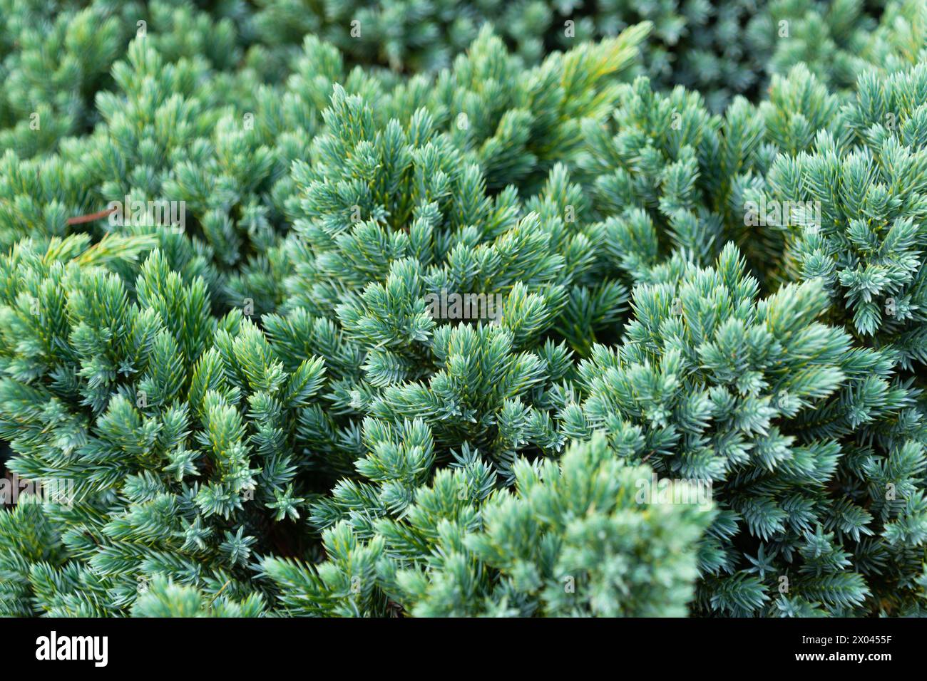 Juniperus squamata in the park, close-up. the flaky juniper, Himalayan juniper. Coniferous green background. Stock Photo