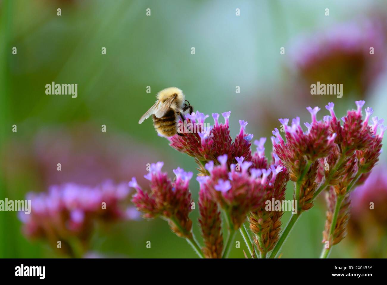 Bumblebee on a verbena flower. Pollination of flowers. Insects in nature. Stock Photo