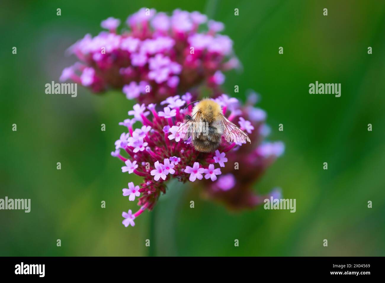 Bumblebee on a verbena flower. Pollination of flowers. Insects in nature. Stock Photo