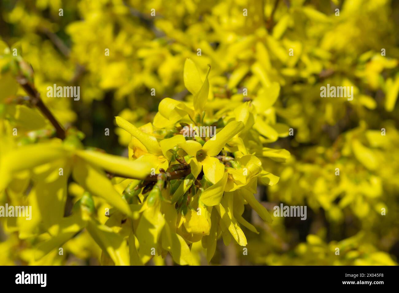 Forsythia × intermedia, border forsythia. Yellow flowers, close-up. Floral yellow background. Spring bloom. Decorative shrub. Nature. Stock Photo