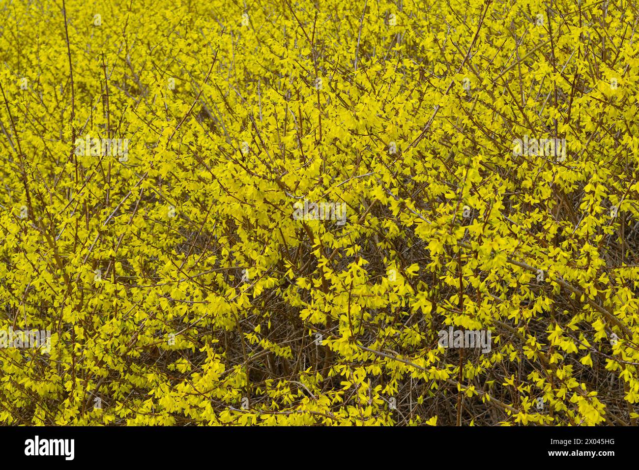 Forsythia × intermedia, border forsythia. Yellow flowers, close-up. Floral yellow background. Spring bloom. Decorative shrub. Nature. Stock Photo
