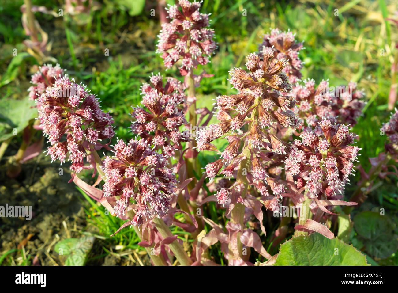 Pink Petasites flowers, close-up. butterburs, coltsfoots, family Asteraceae. Plants and flowers. Stock Photo