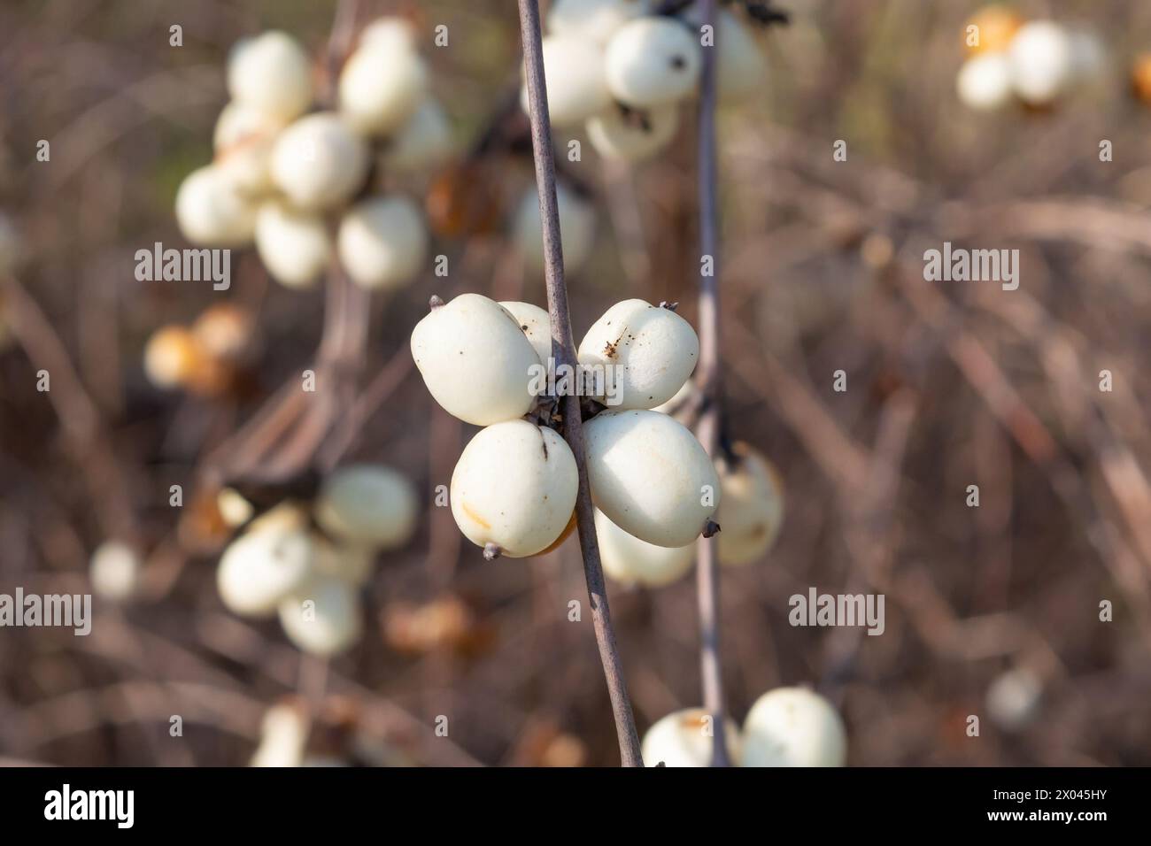 Symphoricarpos albus, common snowberry. White berries on a branch. Decorative shrub. Stock Photo