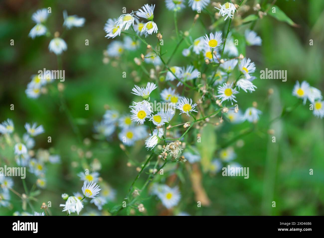 White Erigeron philadelphicus flowers in a meadow, close-up. the Philadelphia fleabane. Floral background. Stock Photo