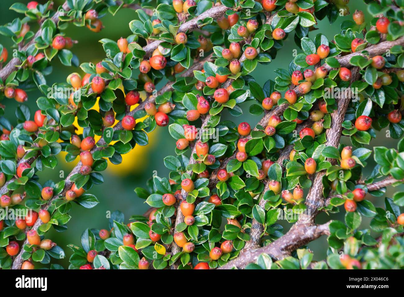 Plant with red berries in the garden, close-up. Cotoneaster divaricatus, the spreading cotoneaster. Stock Photo