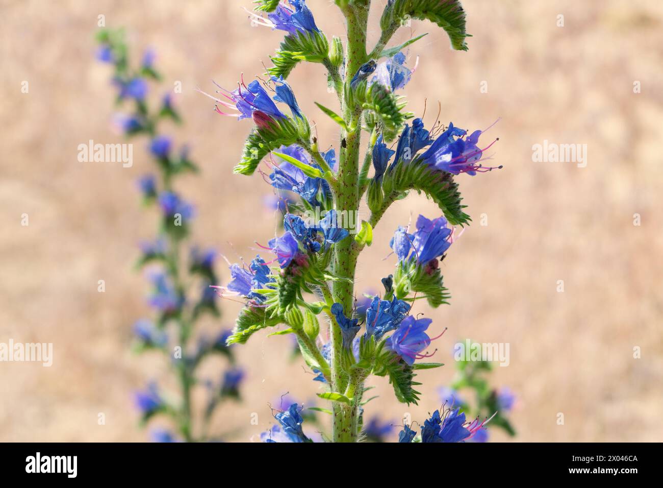Blue Echium Vulgare Flowers In A Meadow Close up Viper s Bugloss 